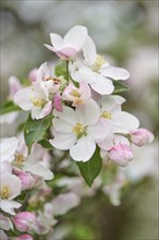 Close-up of apple (Malus domestica) blossoms in spring