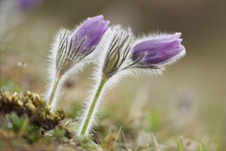 Close-up of pasque flowe (Tussilago farfara) on a meadow in spring