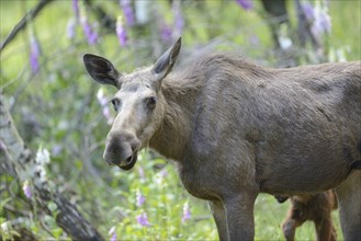 Close-up of a Eurasian elk (Alces alces) in a forest in early summer, Bavarian Forest National