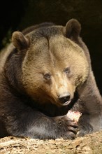 Portrait of a European brown bear (Ursus arctos arctos) in spring, Bavarian Forest National Park,