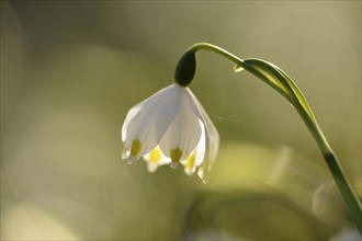 Close-up of Spring Snowflake (Leucojum vernum) blossoms in a forest on a sunny evening in spring