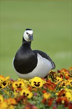 Close-up of a barnacle goose (Branta leucopsis) in a flowerbed in spring