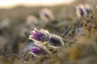 Blooms of a Pulsatilla (Pulsatilla vulgaris) in the grassland in early spring of Bavaria, Germany,