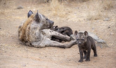 Spotted hyenas (Crocuta crocuta), adult female and m juvenile, lying down, suckling her young,