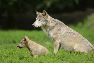 Algonquin wolf (Canis lupus lycaon) mother with pups on a green meadow, captive, Germany, Europe