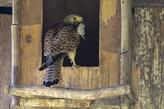 Common kestrel (Falco tinnunculus), female with captured mouse in front of the entrance of the