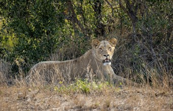 Lion (Panthera leo), adult female, lying in the grass, African savannah, Kruger National Park,