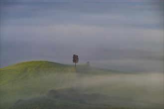 Landscape at sunrise around Volterra, Province of Pisa, Tuscany, Italy, Europe