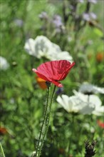 Poppy flower (Papaver rhoeas), flower meadow, Baden-Wuerttemberg, Germany, Europe, Red poppy
