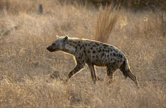 Spotted hyenas (Crocuta crocuta), in the morning light in dry grass, Kruger National Park, South