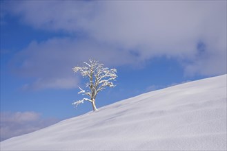 Single English oak (Quercus robur) in winter, natural landscape near Fuessen, Ostallgaeu, Bavaria,