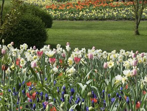Variety of colourful tulips and daffodils in an extensive field of flowers in a green meadow, many