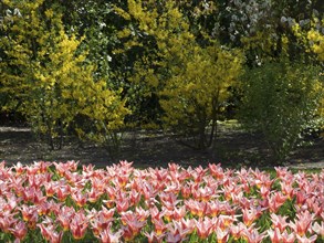 Flower bed with pink tulips and yellow flower-bed in the background in a spring garden, many
