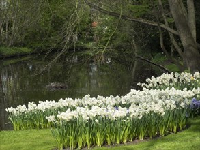 Poet's Daffodils blooming on the banks of a tranquil pond surrounded by green grass and trees, many