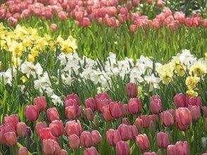 A flower field full of blooming tulips and daffodils in bright colours, many colourful, blooming