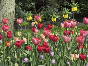 Blooming red, pink and purple tulips in a shady garden area, many colourful, blooming tulips in