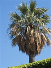 Tropical palm tree in front of a bright blue sky and in bright sunlight, palermo in sicily with an