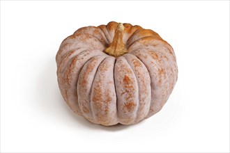 Orange mature ribbed 'Black Futsu' pumpkin squash on white background