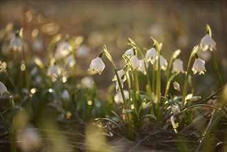 Close-up of spring snowflake (Leucojum vernum) blooming in spring, Bavaria, Germany, Europe