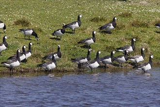 Barnacle geese, barnacle geese (Branta leucopsis), flock in a meadow by the water, North Sea coast,