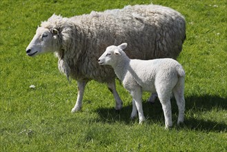 Domestic sheep (Ovis gmelini aries) with lamb on a dyke, Wedeler Elbmarsch, Schleswig-Holstein,