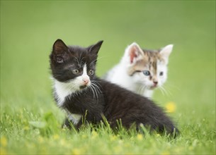 Close-up of two six weeks old domestic cat (Felis silvestris catus) kitten on a meadow in early
