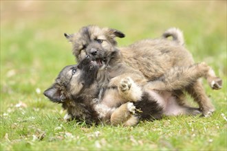 Close-up of two mixed breed dog puppies in a garden in spring