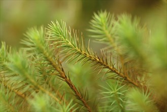 Close-up of haircap moss or hair moss (Polytrichum commune) on the forest floor in autumn