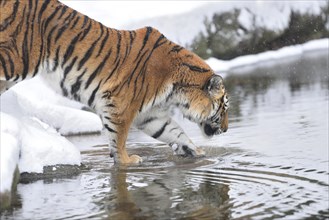 Close-up of a Siberian tiger (Panthera tigris altaica) on a snowy day in winter, captive