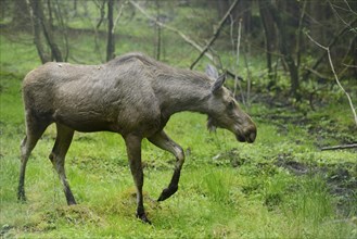 Close-up of a Eurasian elk (Alces alces) in a forest in early summer, Bavarian Forest National