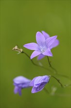 Close-up of spreading bellflower (Campanula patula) blossoms in a meadow in spring