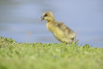 Close-up of a Greylag Goose (Anser anser) chick in a meadow in spring
