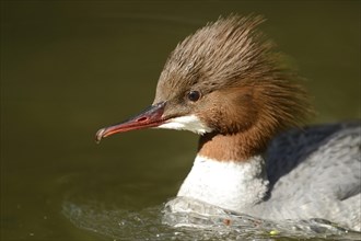 Close-up of a common merganser goosander (Mergus merganser) swimming in the water in spring