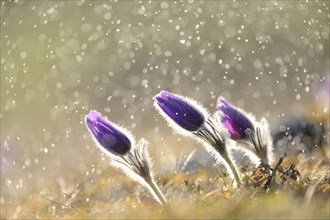 A group of Pulsatilla (Pulsatilla vulgaris) blooms in the grassland on a rainy evening in early