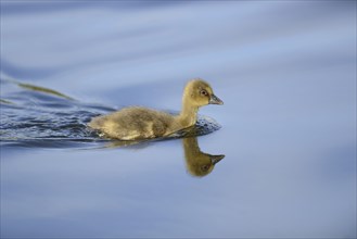 Close-up of a Greylag Goose (Anser anser anser) chick swimming in the water in spring