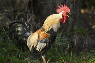 Close-up of a rooster in a meadow in spring