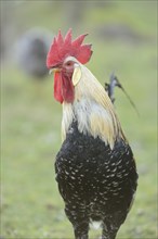 Close-up of a rooster in a meadow in spring