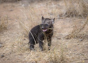 Spotted hyenas (Crocuta crocuta), male young playing with grass, Kruger National Park, South