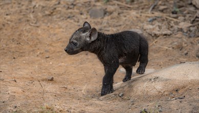 Spotted hyenas (Crocuta crocuta), young animal, Kruger National Park, South Africa, Africa