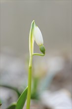 Close-up of a Spring Snowflake (Leucojum Vernum) blossom in spring, Bavaria, Germany, Europe