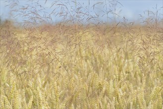 Cereal field, unseeded wheat (Triticum aestivum) interspersed with true grass (Poaceae), blue sky,