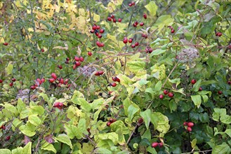 Clematis vitalba and Rosaceae with fruiting plants, autumn, Moselle, Rhineland-Palatinate, Germany,