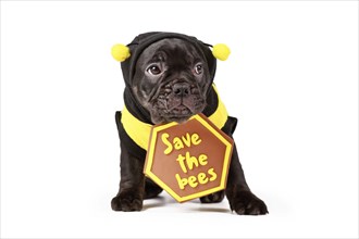 Cute black French Bulldog dog puppy dressed up with bee costume and 'Save the bees' sign on white