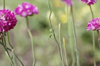 Speckled bush-cricket (Leptophyes punctatissima), larva, flower, macro, The young grasshopper holds