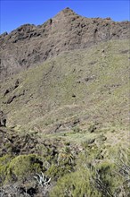 Mountain village Masca, Masca Gorge, Montana Teno Mountains, Tenerife, Canary Islands, Spain,