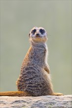 Meerkat (Suricata suricatta), occurrence Africa, captive, Baden-Wuerttemberg, Germany, Europe