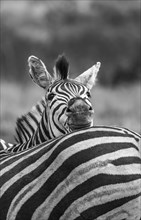 Plains zebra (Equus quagga), resting its head on another zebra, animal portrait, black and white