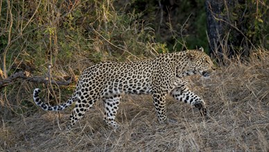 Leopard (Panthera pardus) running through dry grass, adult, Kruger National Park, South Africa,