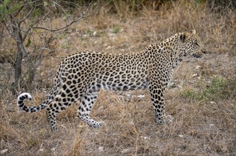 Leopard (Panthera pardus) standing in dry grass, adult, in the evening light, Kruger National Park,