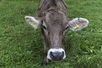 Allgaeu cow on a meadow, portrait, Bad Hindelang, Allgaeu, Bavaria, Germany, Europe
